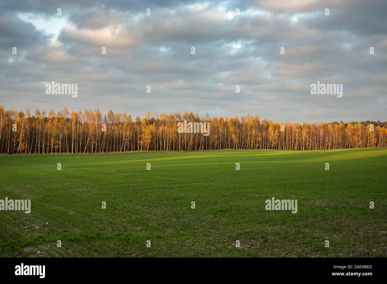 Ampio campo di verde, un autunno lungo la foresta di betulla e grigio nuvole nel cielo Foto Stock