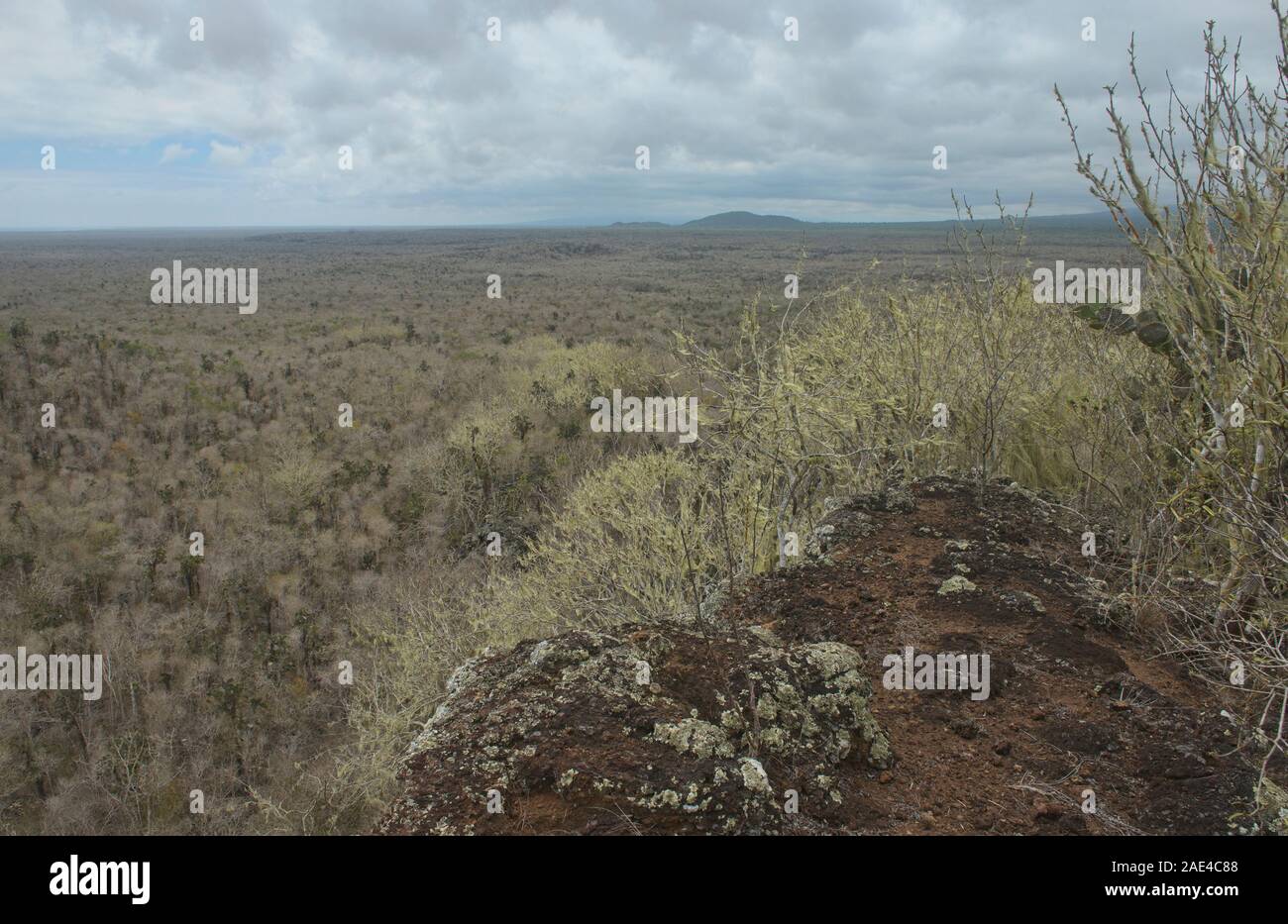 Alberi coperti da licheni vicino Las Lagrimas, Isla Isabela, Isole Galapagos, Ecuador Foto Stock