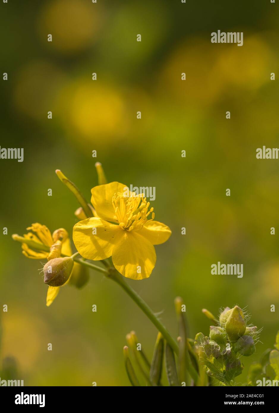 Maggiore celandine, Chelidonium majus, con soft sfondo naturale Foto Stock