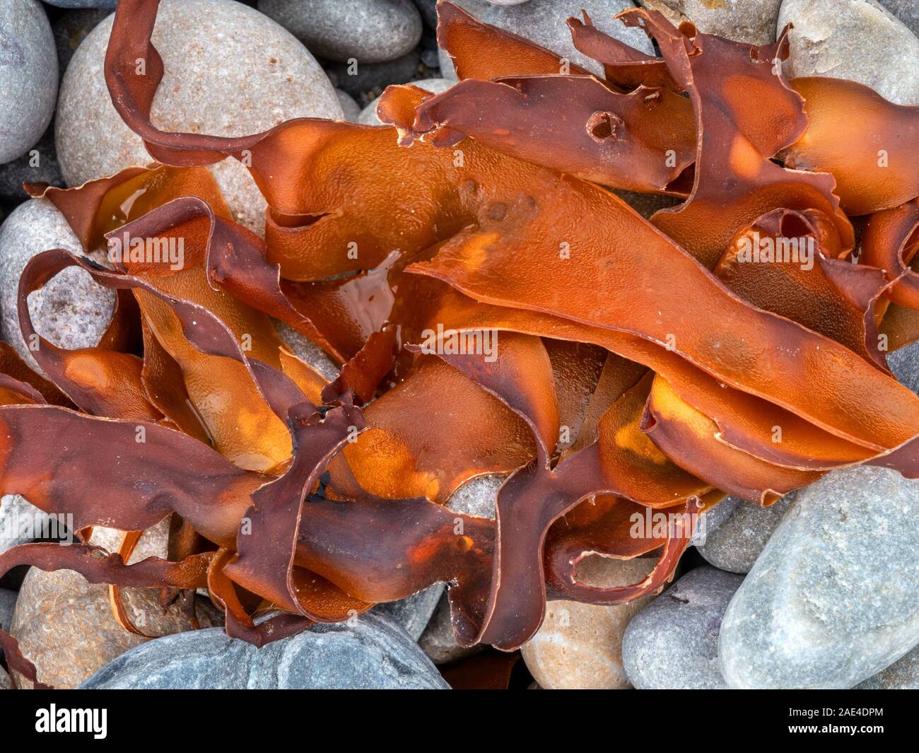 Fronde di alghe colorate giacente su grigio spiaggia ghiaiosa, Scotland, Regno Unito Foto Stock