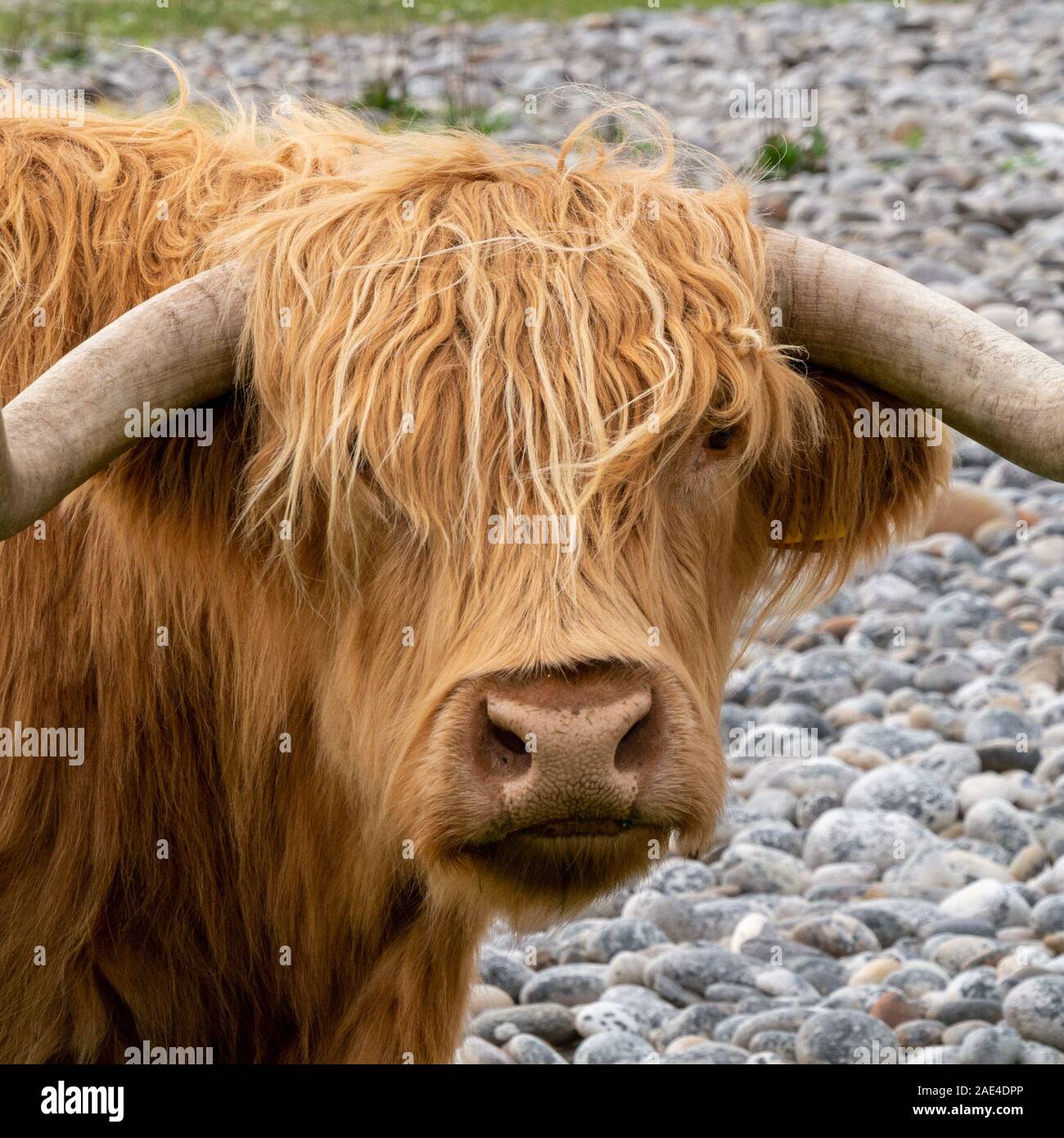 Vista dettagliata del marrone, capelli lunghi, Highland mucca con le corna sulla spiaggia di ciottoli, Uragaig, Isola di Colonsay, Scotland, Regno Unito Foto Stock