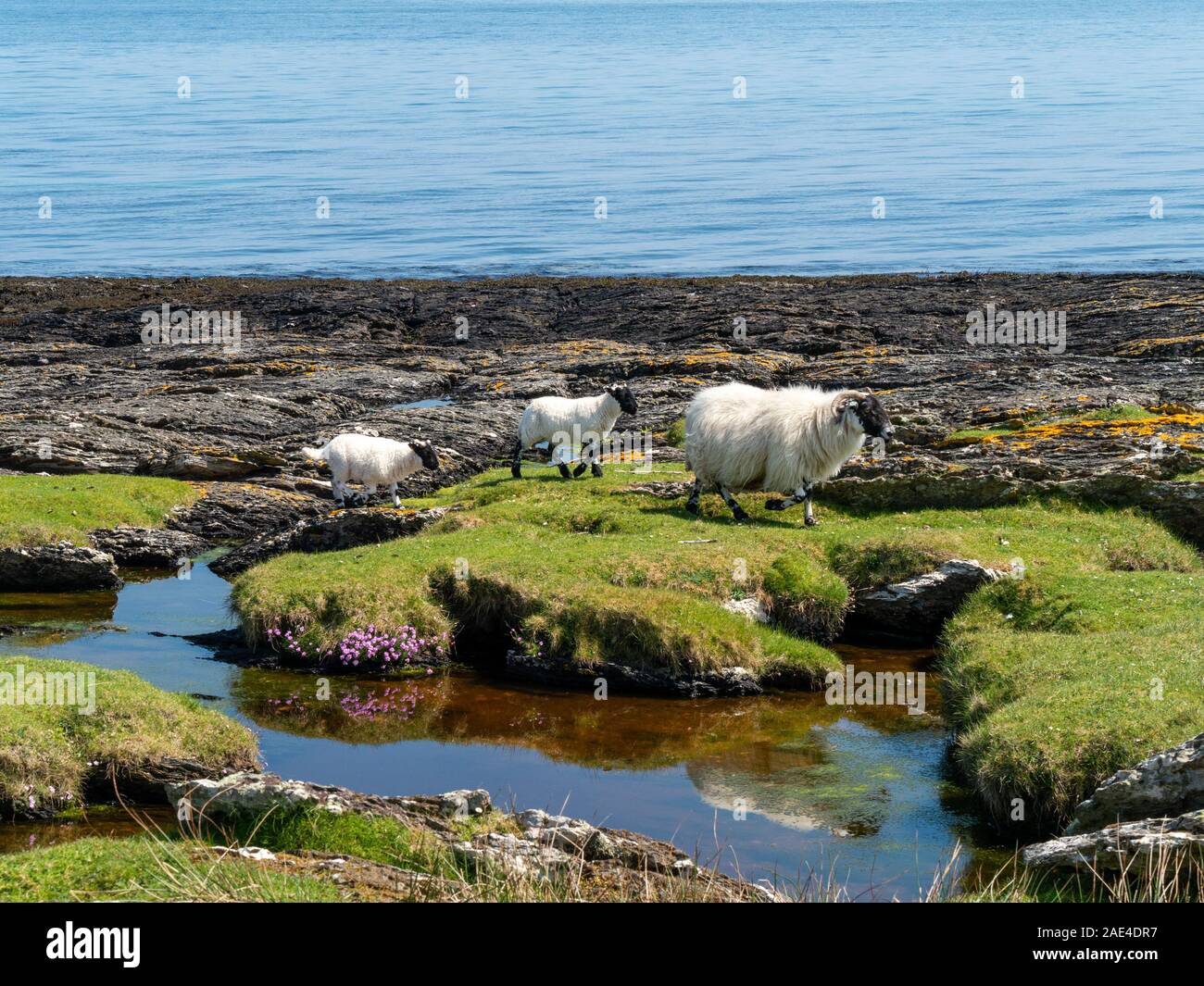 Blackface Pecora e due agnelli in riva al mare sulla isola di Colonsay, Scotland, Regno Unito Foto Stock