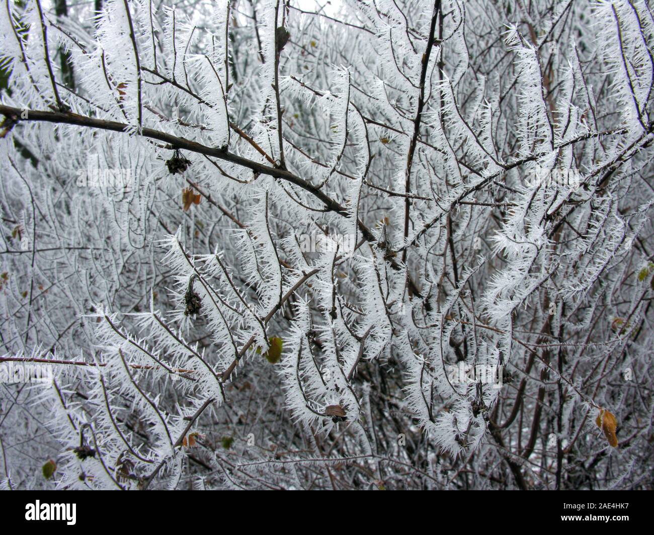 Rami congelati nella natura invernale, cristalli di congelamento sul ramo Foto Stock