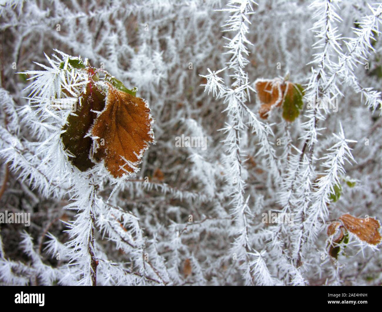 Close-up congelate di foglie di giallo nella natura invernale, cristalli di congelamento sul ramo Foto Stock