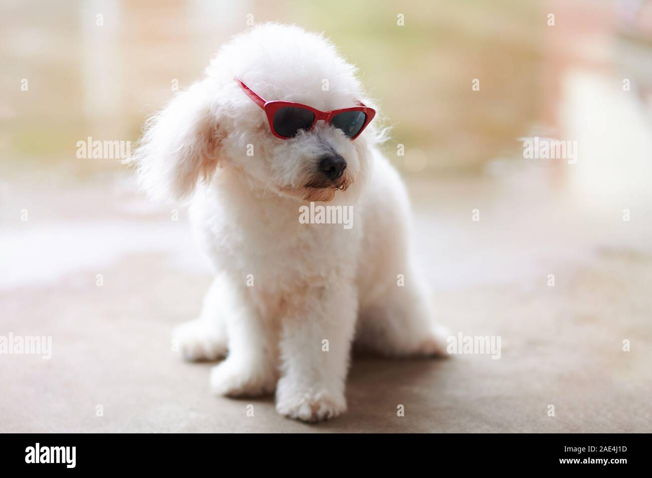 Barboncino in occhiali da sole guardando verso il basso per copiare lo spazio Foto Stock