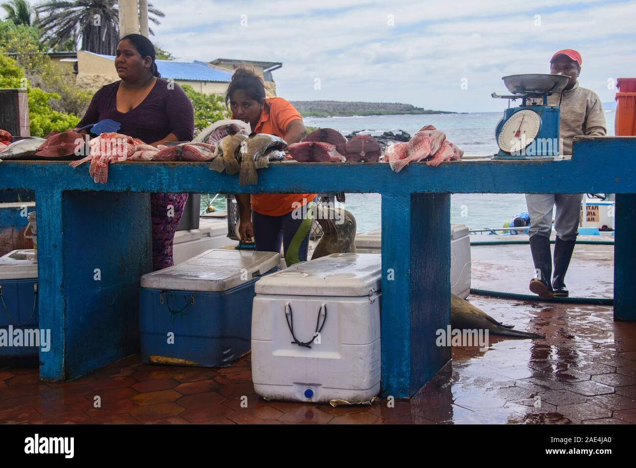 Mercato del Pesce, Isla Santa Cruz, Isole Galapagos, Ecuador Foto Stock