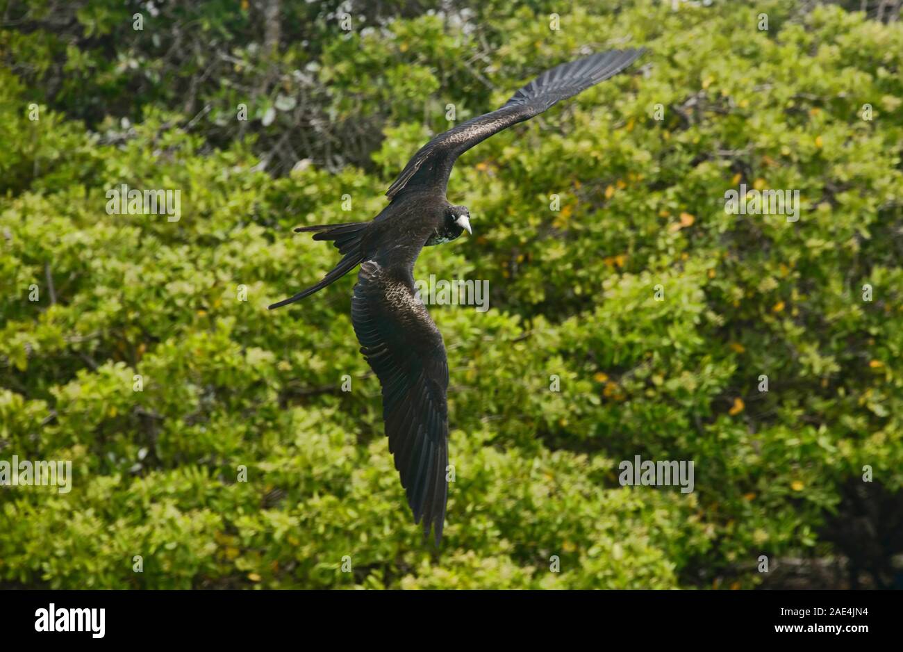 Brown pellicani (Pelecanus occidentalis), Isla Santa Cruz, Isole Galapagos, Ecuador Foto Stock