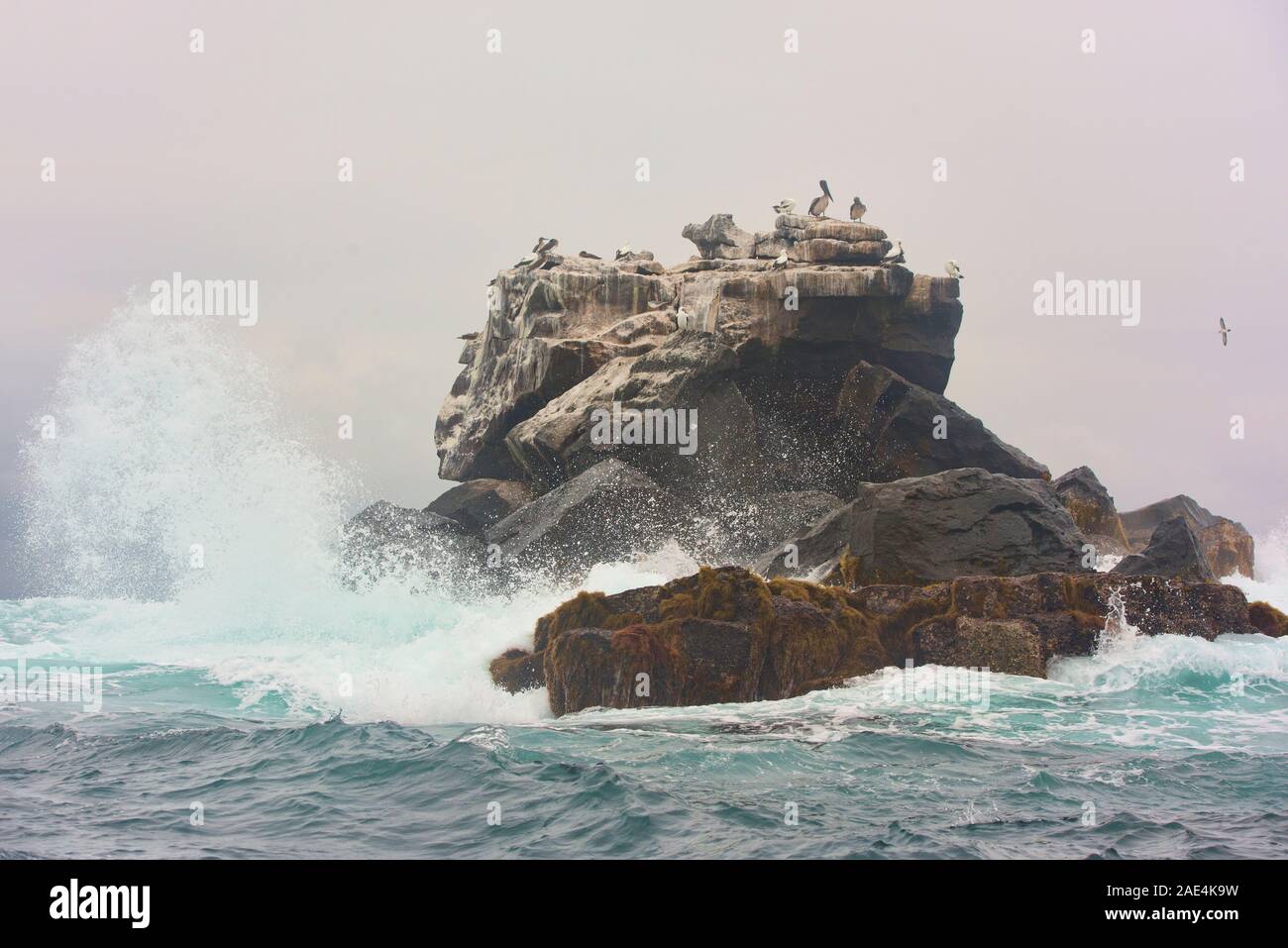 Branchi di sule sulla drammatica europea Rock, Isole Galapagos, Ecuador Foto Stock