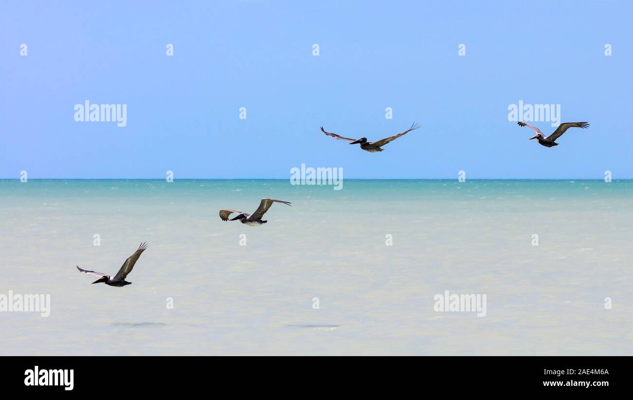 Acqua, cielo blu e quattro palicans volare sull'acqua, Sanibel Island, Florida, Stati Uniti d'America Foto Stock