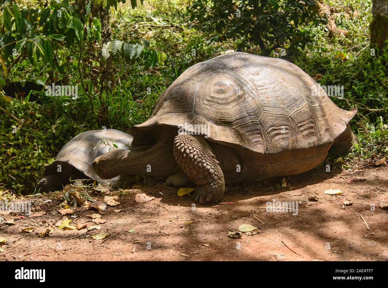 Le Galapagos La tartaruga gigante (Chelonoidis nigra), El Chato Riserva, Isole Galapagos, Ecuado Foto Stock