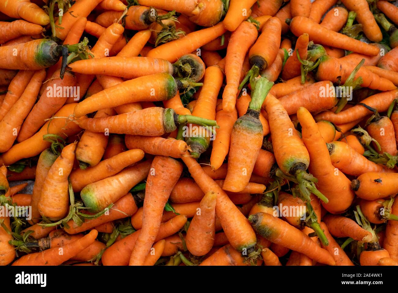 Full frame di immagine fresca di colore arancione brillante carote venduto in un mercato di Mandalay, Myanmar (Birmania) Foto Stock