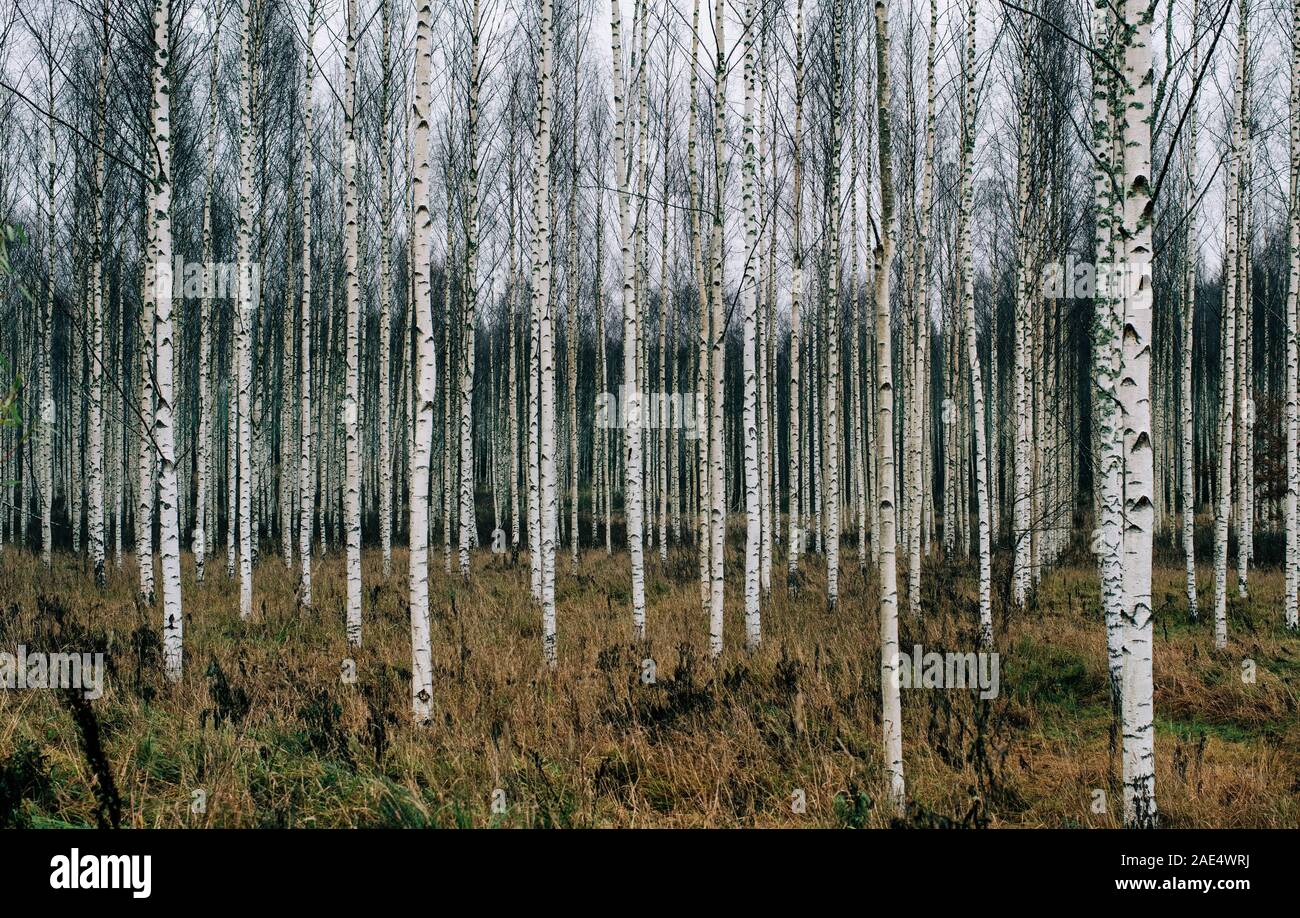 Foresta di argento di betulle in Svezia in inverno Foto Stock