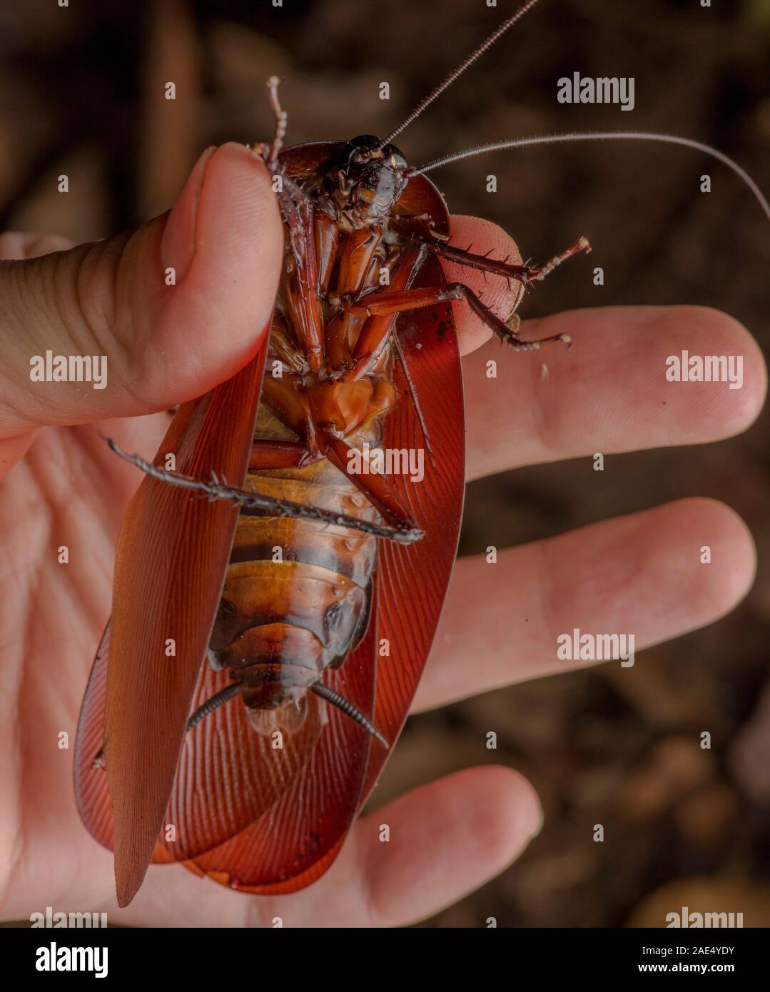 Enorme scarafaggio immagini e fotografie stock ad alta risoluzione - Alamy