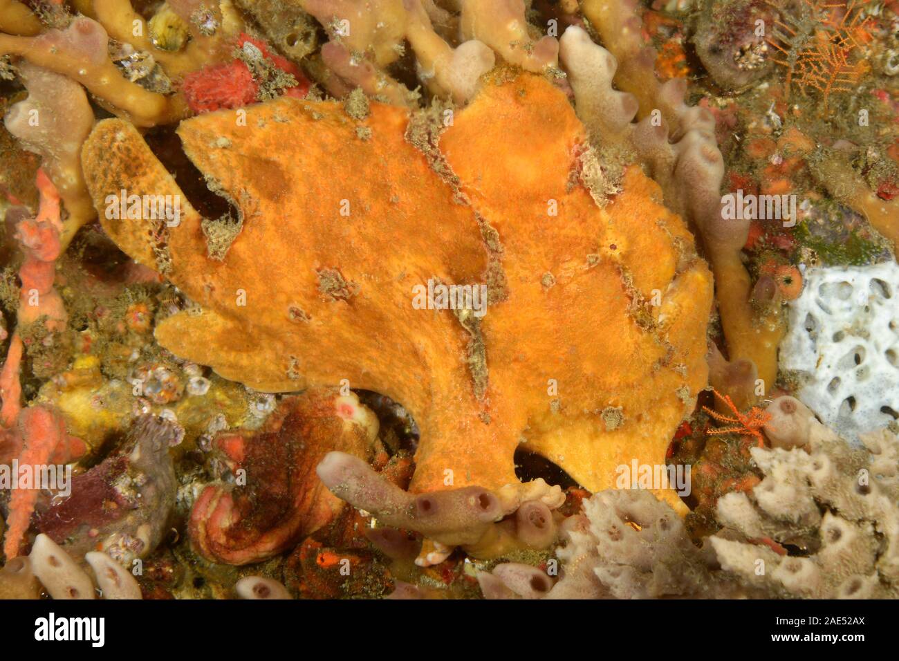 Rana pescatrice presenta verrucosa, Antennarius maculatus Padang Bai, Bali, Indonesia. La rana pescatrice è un maestro del travestimento. Posa in attesa, immobile, per ore a t Foto Stock