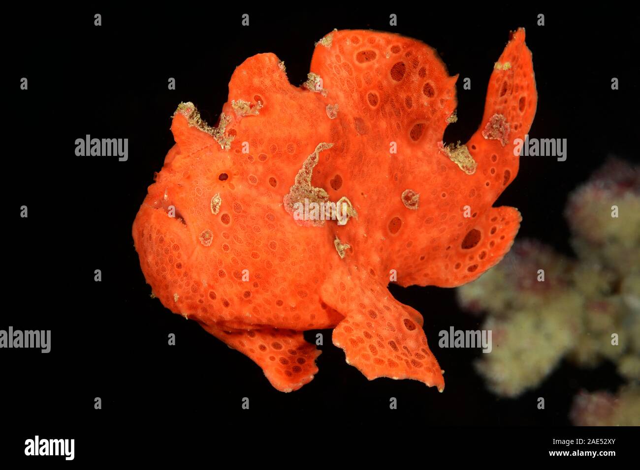 Rana pescatrice presenta verrucosa, Antennarius maculatus Padang Bai, Bali, Indonesia. La rana pescatrice è un maestro del travestimento. Posa in attesa, immobile, per ore a t Foto Stock