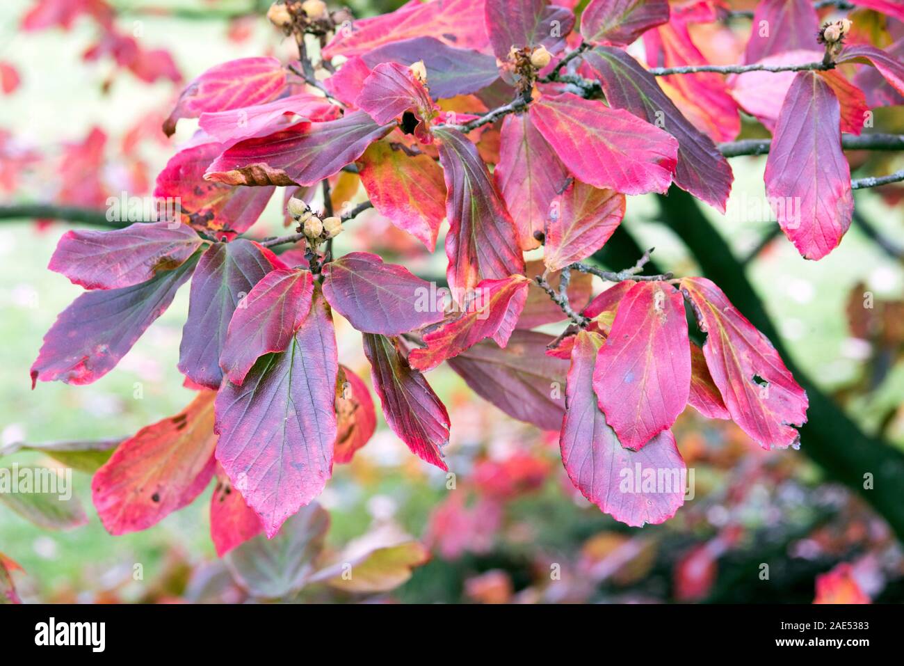 Parrotia persica, le foglie in autunno. Foto Stock