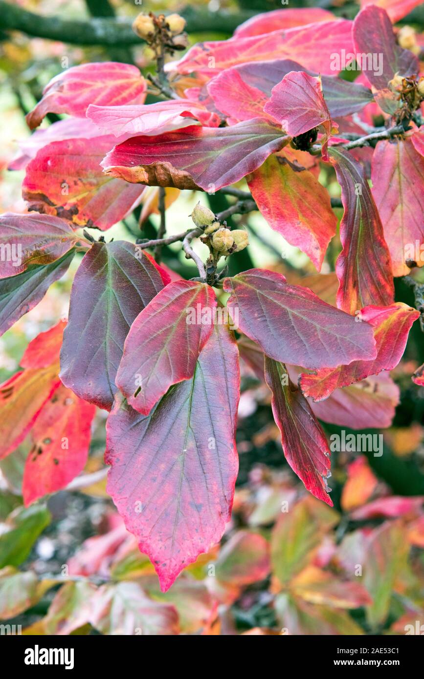 Parrotia persica, le foglie in autunno. Foto Stock