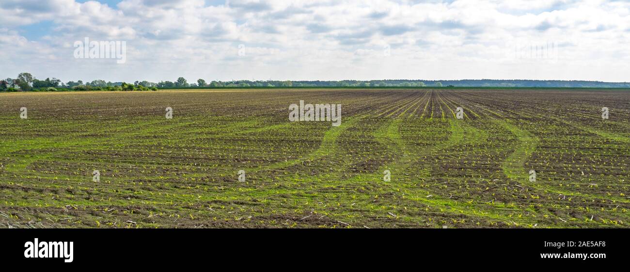 Tracce di pneumatici su un campo di grano raccolto in un'azienda agricola in Sassonia Germania. Foto Stock