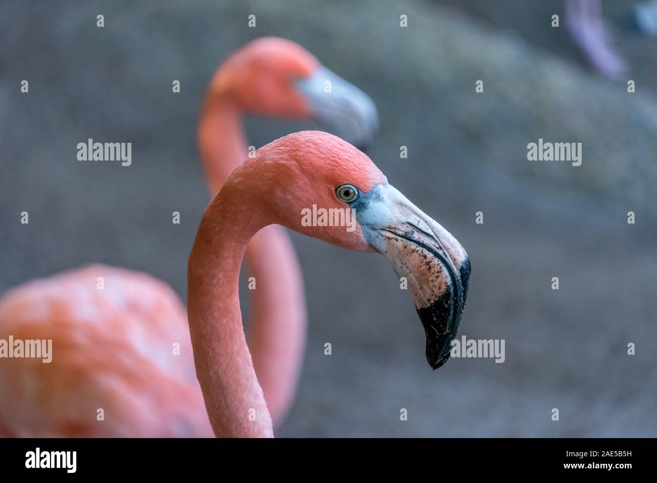 Close up di un fenicottero rosa testa con la sua luce verde dell'occhio grande e in bianco e nero il becco. Una seconda flamingo appare sullo sfondo. Foto Stock