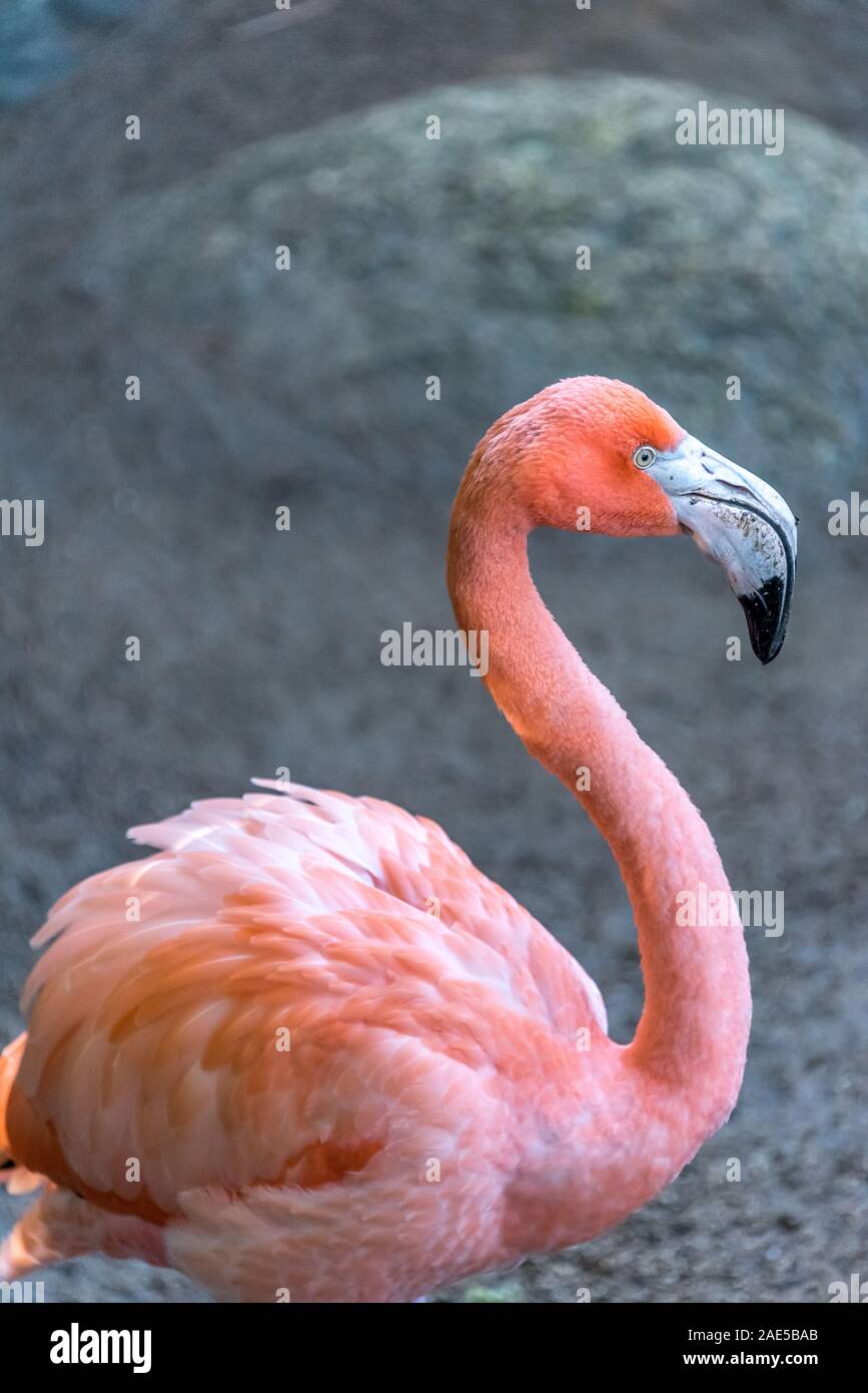 Profilo del fenicottero rosa con la sua bella rosa di piume e collo lungo e grande becco, visto vicino a Puerto Vallarta, Messico. Grigio chiaro sfondo neutro. Foto Stock