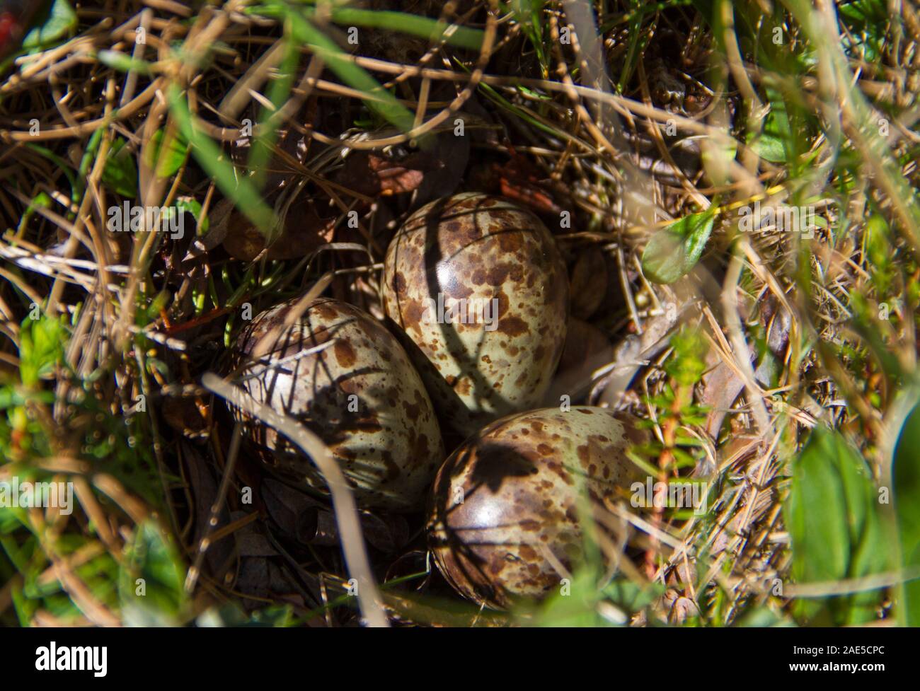 Tre lapland longspur trovate le uova nel nido durante l inizio di estate, vicino Arviat, Nunavut Foto Stock
