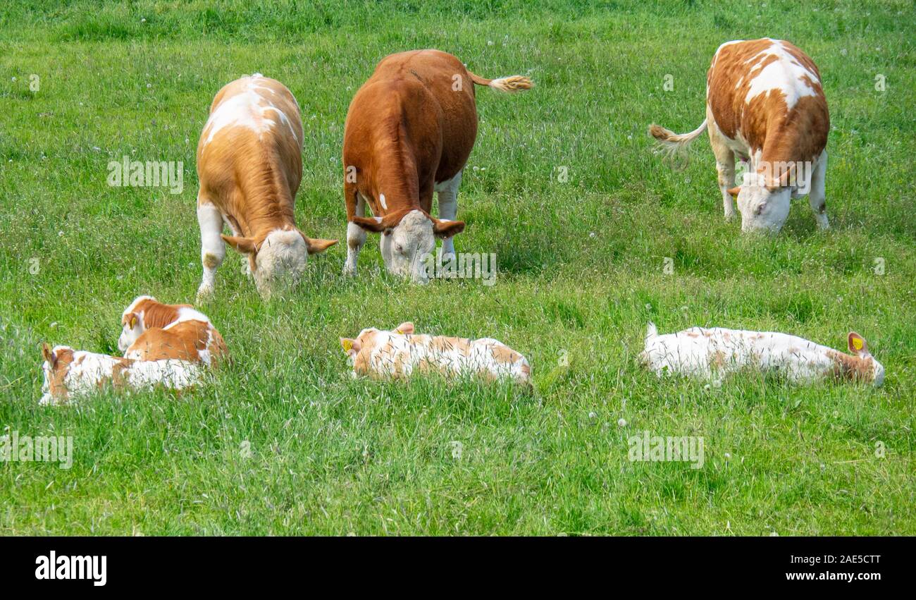 Mucche e vitelli che alimentano e pascolano in un paddock fattoria lungo Elbe Cycling Route Sassonia-Anhalt Germania. Foto Stock