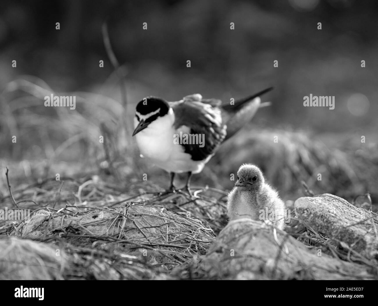 Imbrigliati tern e ceci su terreno tra erba secca e rock su Lady Elliot Island, Queensland Australia Foto Stock