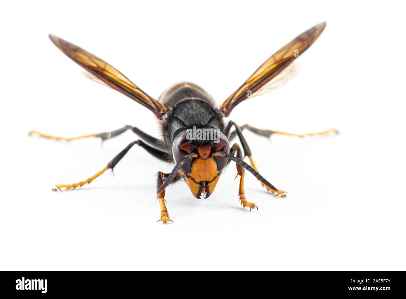 Asian hornet, noto anche come il giallo-gambe hornet (Vespa velutina) su bianco. Foto Stock