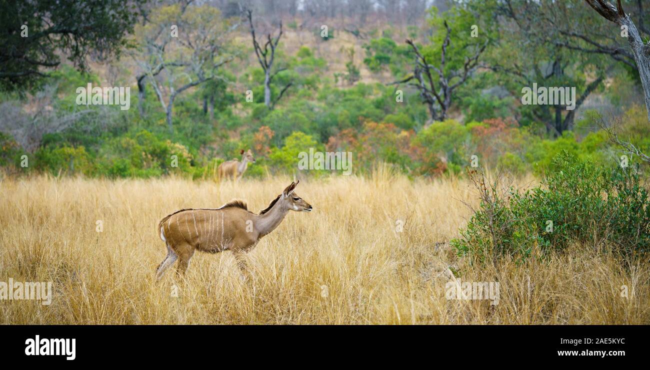 Wild kudus nel parco nazionale di Kruger a Mpumalanga in Sudafrica Foto Stock