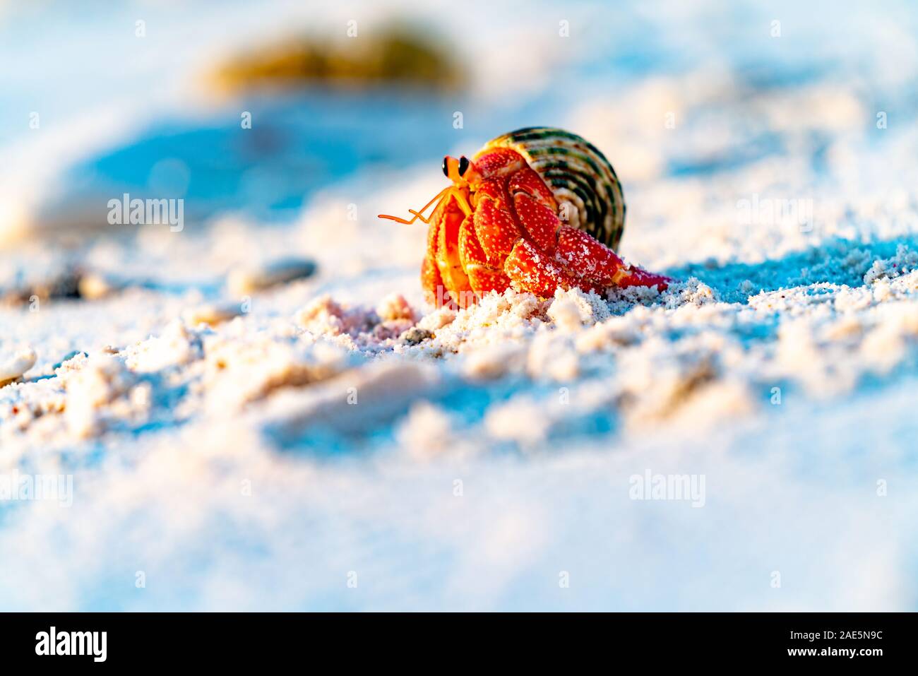 Fragola granchio eremita che porta il suo guscio protettivo home lungo la spiaggia. Foto Stock