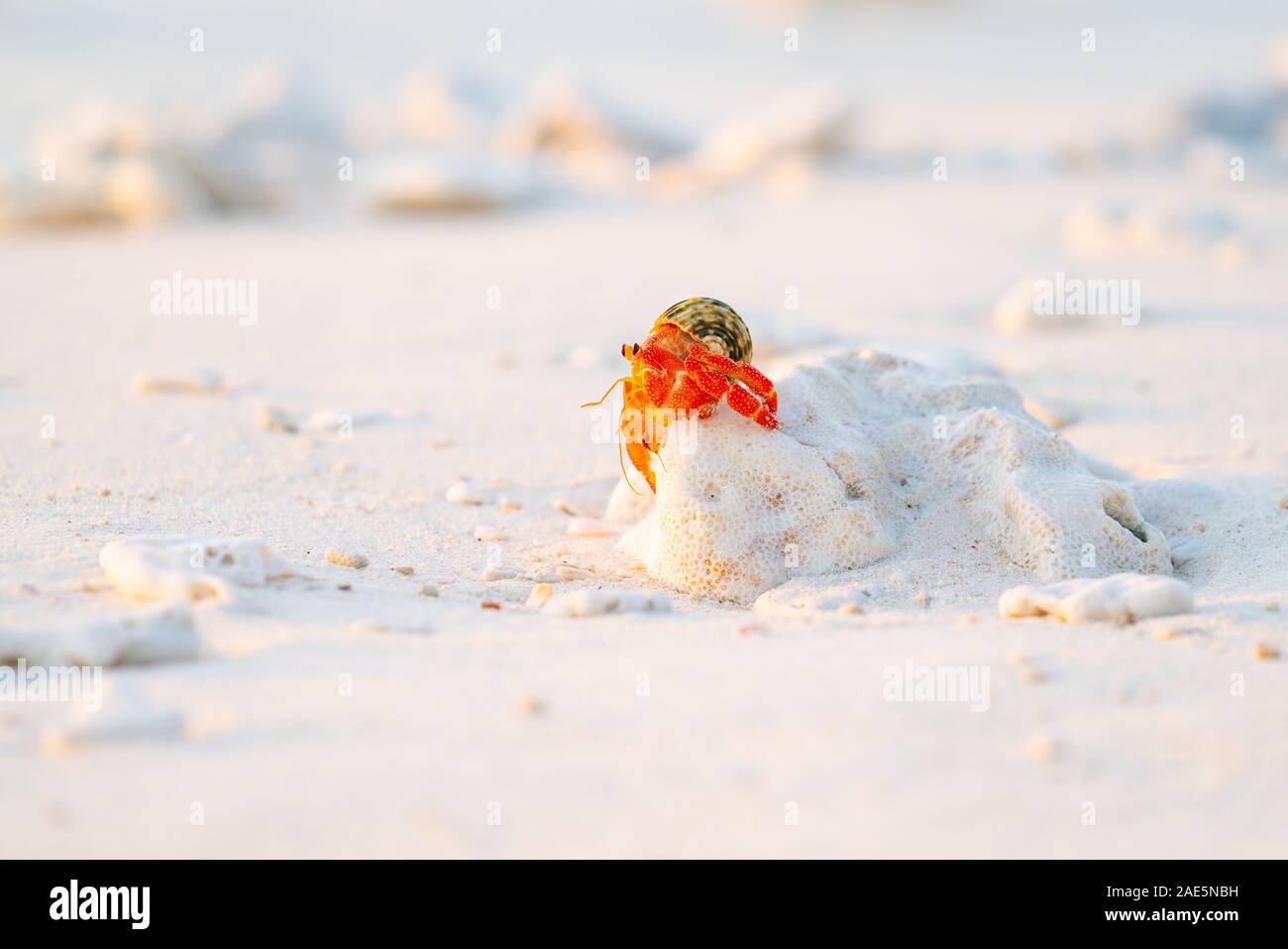 Fragola granchio eremita che porta il suo guscio protettivo home lungo la spiaggia. Foto Stock