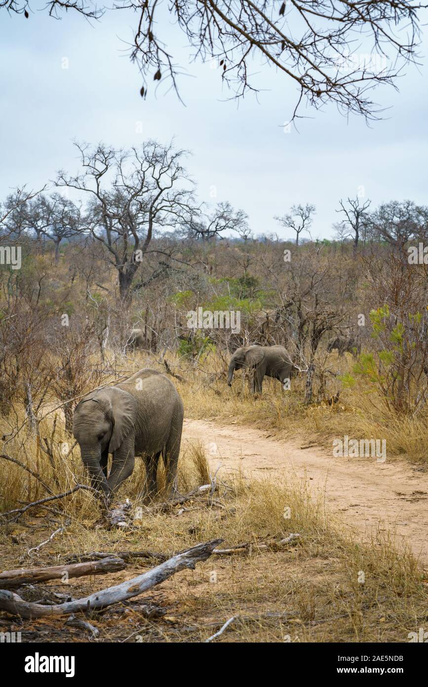 Gli elefanti selvatici nel parco nazionale di Kruger a Mpumalanga in Sudafrica Foto Stock