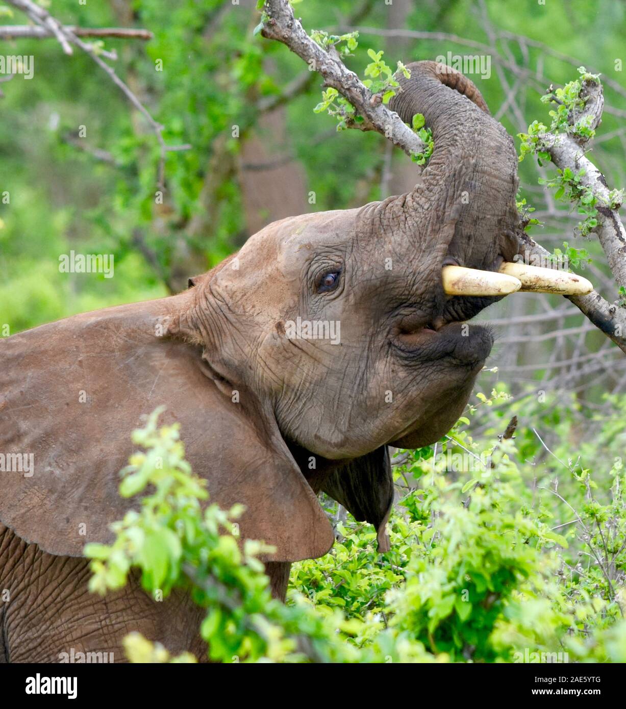 Vista dettagliata del toro giovane elefante con il suo tronco overhead curvo e arrotolato intorno a un ramo di albero. (Loxodonta africana) Foto Stock