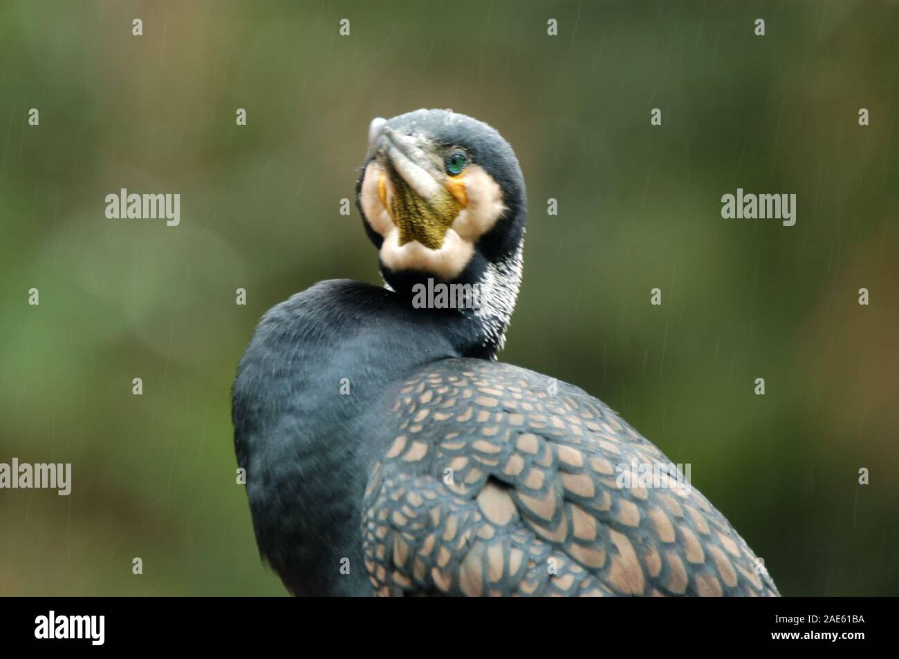 Il grande cormorano (Phalacrocorax carbo) conosciuto come il grande cormorano nero nell'emisfero settentrionale e il cormorano nero in Australia. Foto Stock