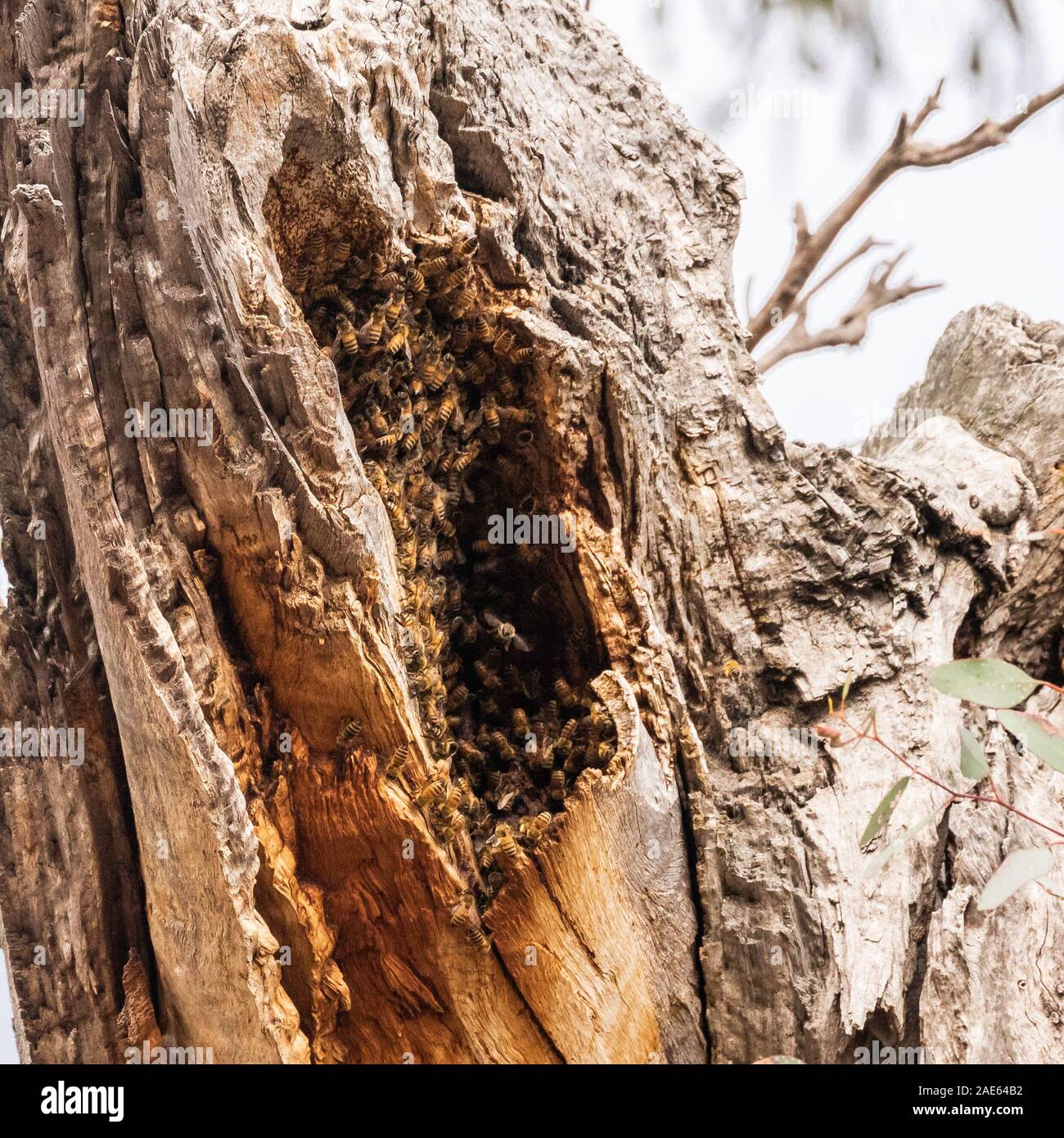 Unione di api mellifere accorsi in un albero a livello federale Golf Club, ACT, Australia su una mattina di primavera nel novembre 2019 Foto Stock