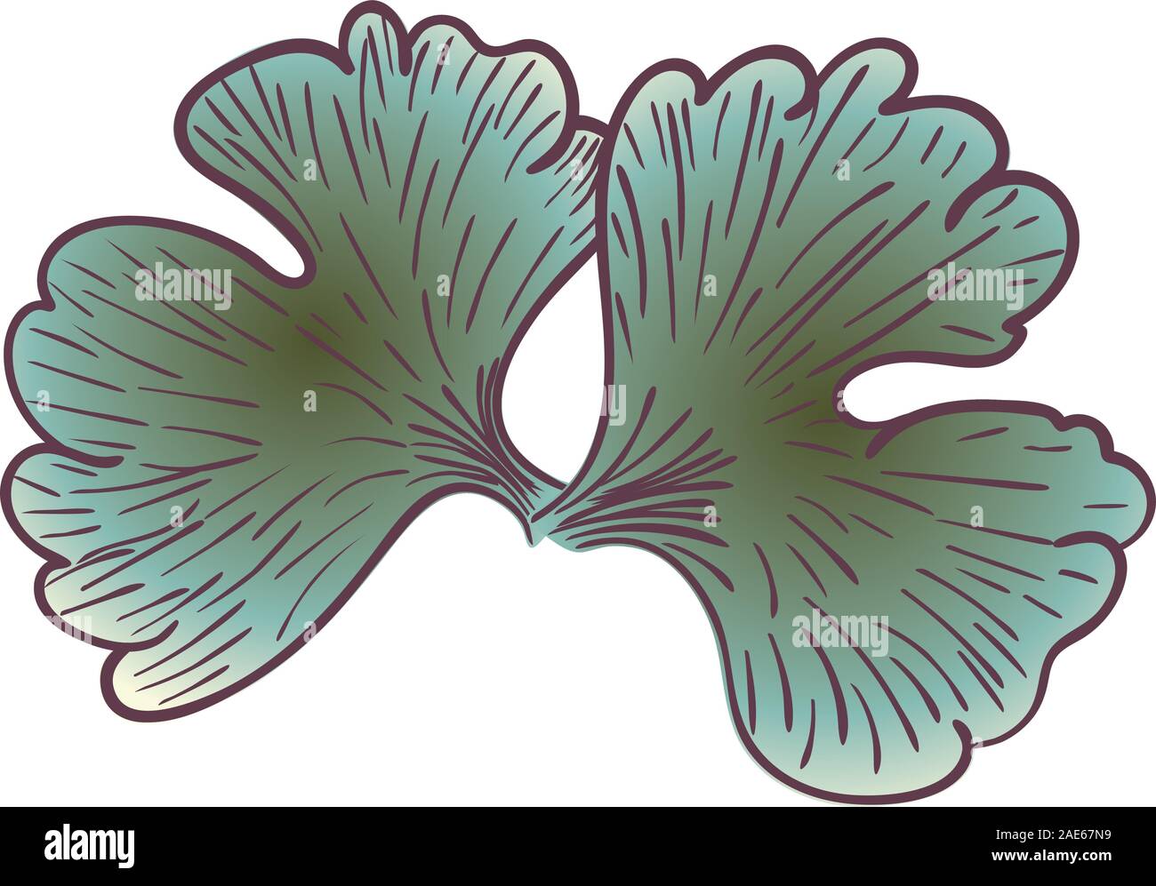 Il verde delle foglie di ginkgo biloba tree illustrazione. Illustrazione Vettoriale