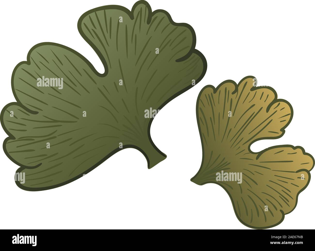 Il verde delle foglie di ginkgo biloba tree illustrazione. Illustrazione Vettoriale