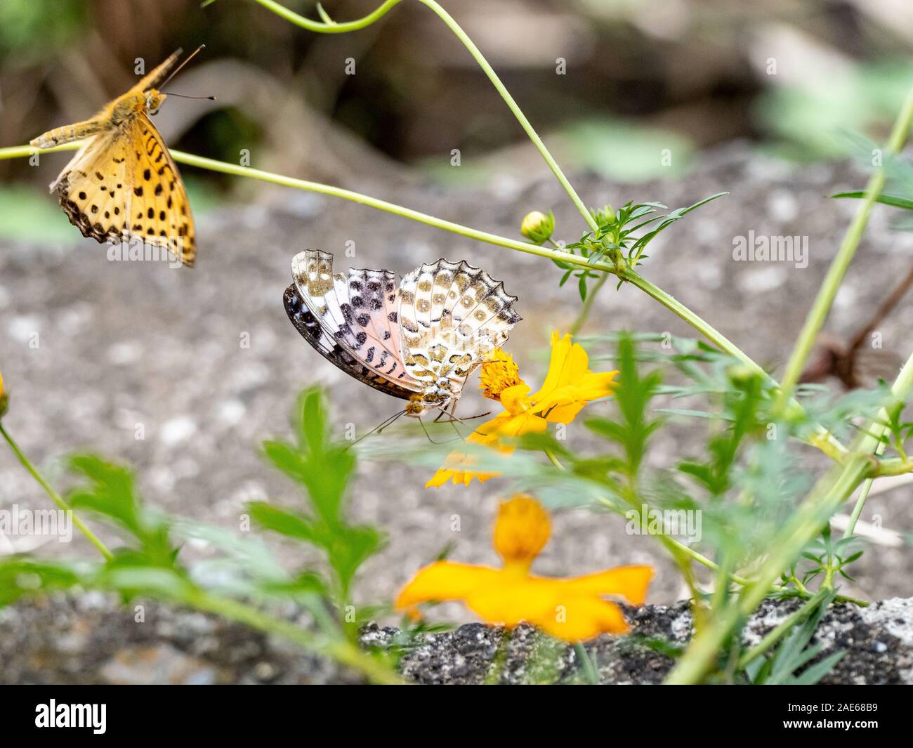 Indian fritillary farfalle, Argynnis hyperbius flutter, intorno al cosmo fiori accanto a un giapponese di campo di riso. Foto Stock