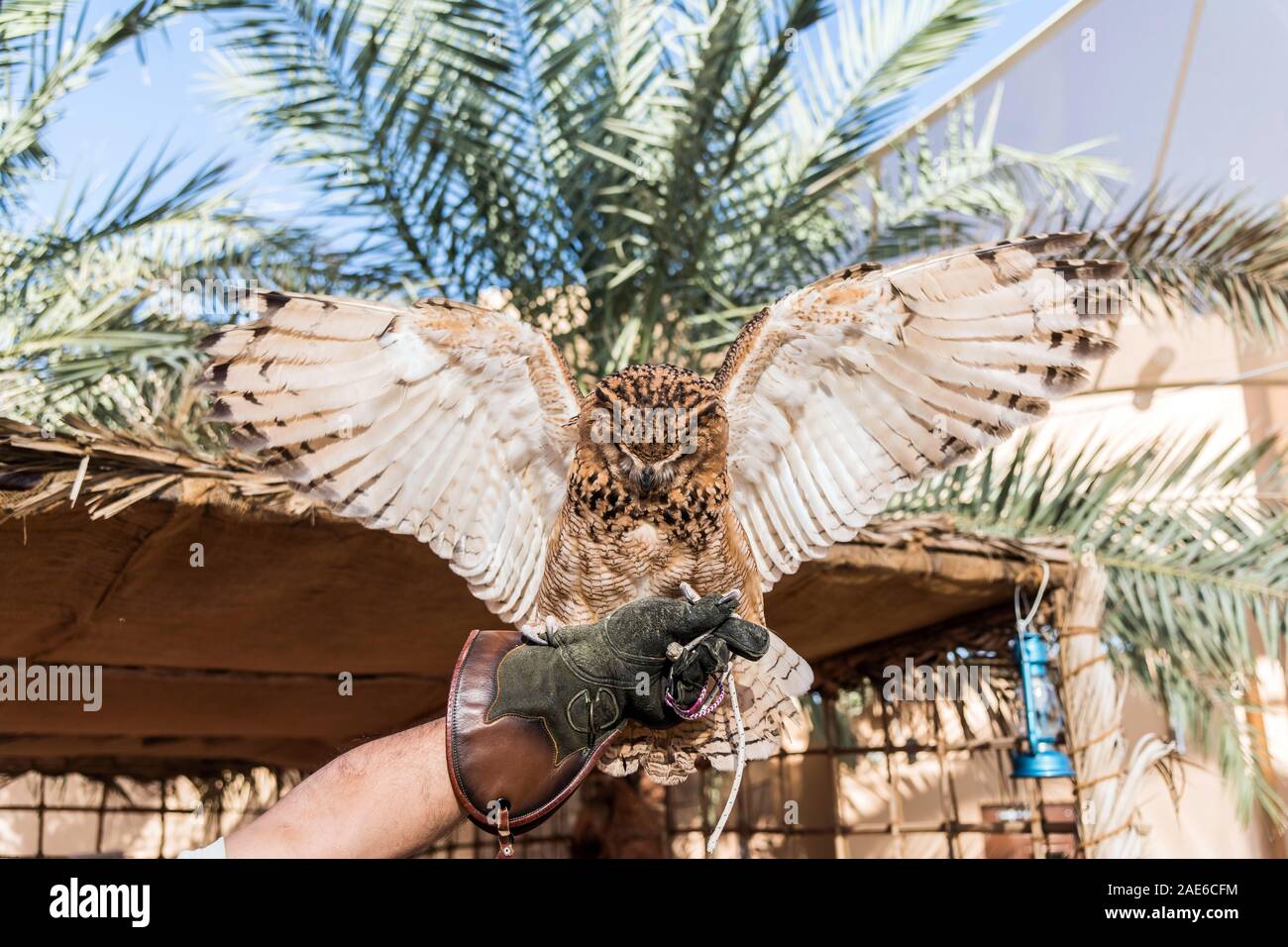 Deserto marrone Gufo Reale è una specie di gufo aventi super visione binoculare e una acustica direzionale Foto Stock