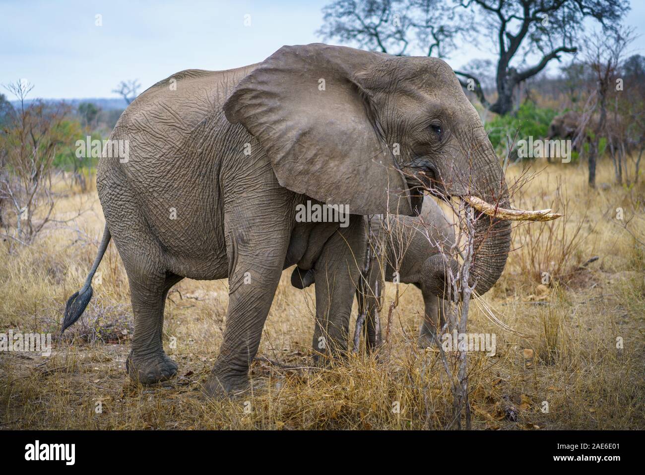 Gli elefanti selvatici nel parco nazionale di Kruger a Mpumalanga in Sudafrica Foto Stock