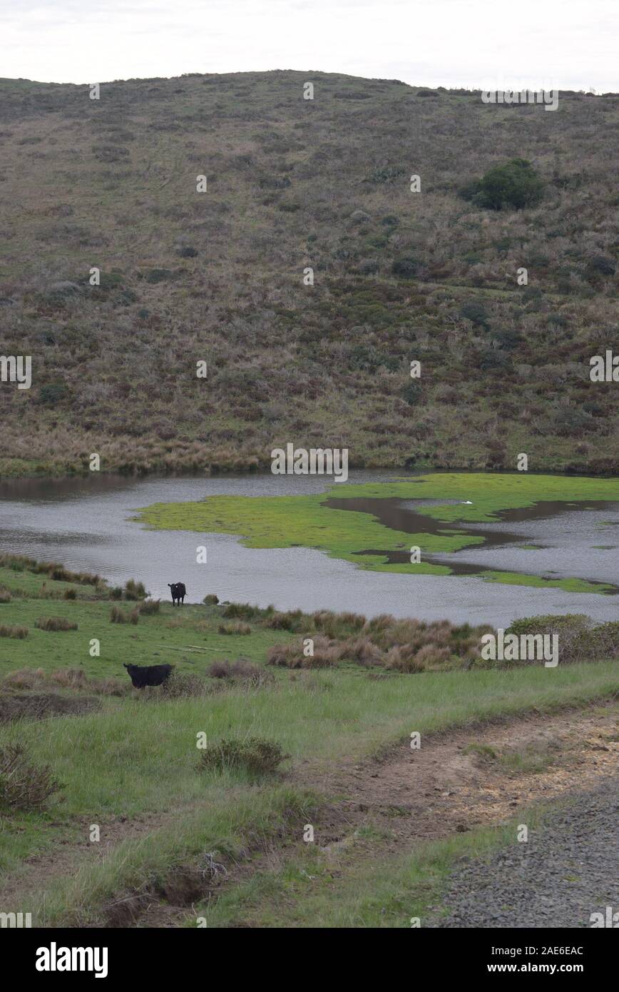 Le mucche da ranch locale a Point Reyes National Seashore. Foto Stock