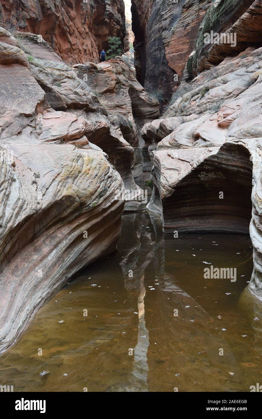 Acqua-arenaria scolpite in esecuzione attraverso Echo Canyon. In Oriente il sentiero mesa a punto di osservazione nel Parco Nazionale di Zion. Foto Stock
