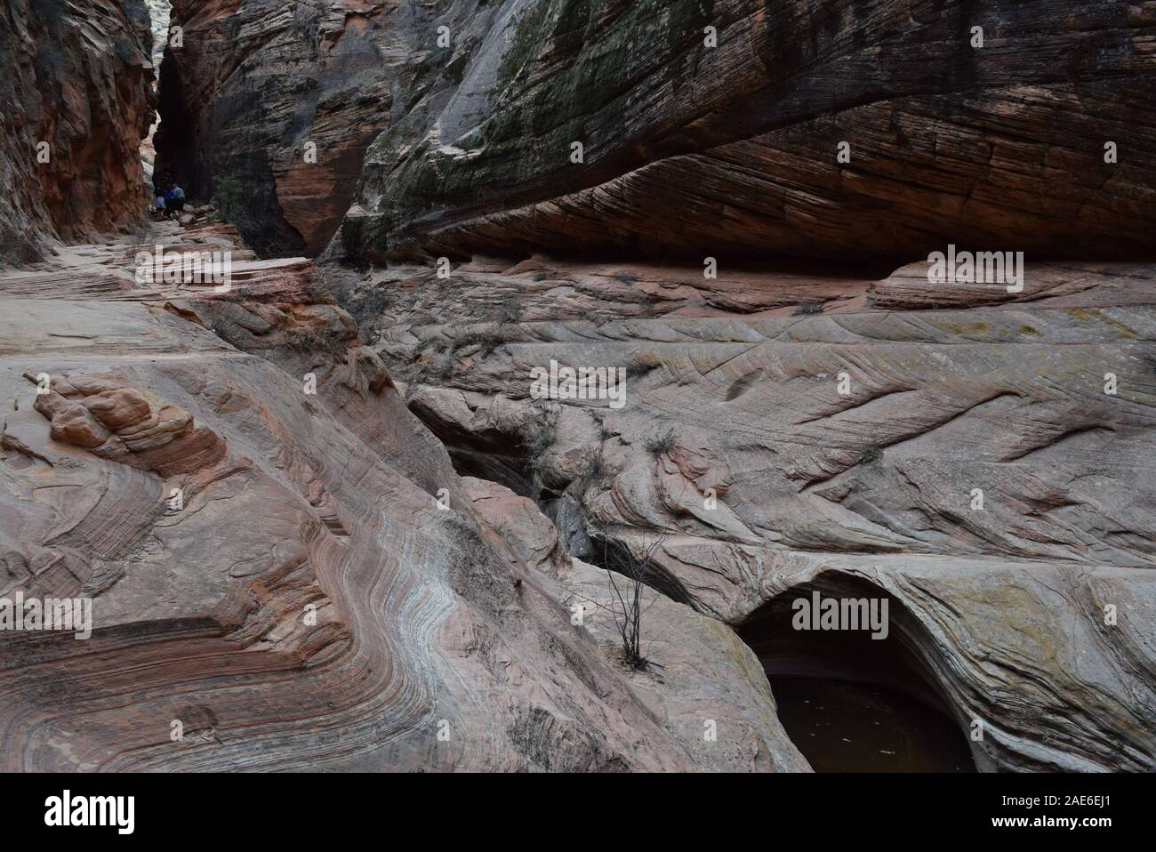 Acqua-arenaria scolpite in esecuzione attraverso Echo Canyon. In Oriente il sentiero mesa a punto di osservazione nel Parco Nazionale di Zion. Foto Stock