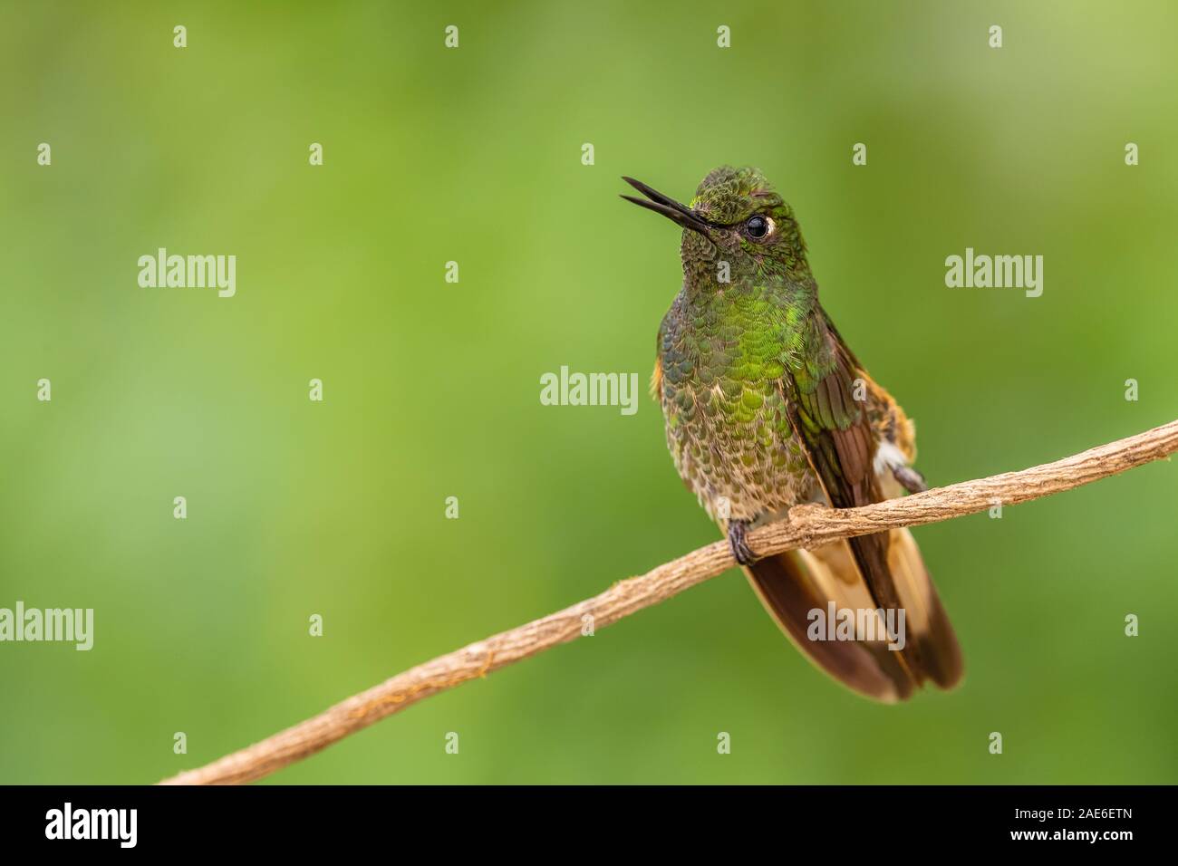 Buff-tailed Coronet - Boissonneaua flavescens, bel verde hummingbird dalle Ande occidentali del Sud America, Mindo, Ecuador. Foto Stock