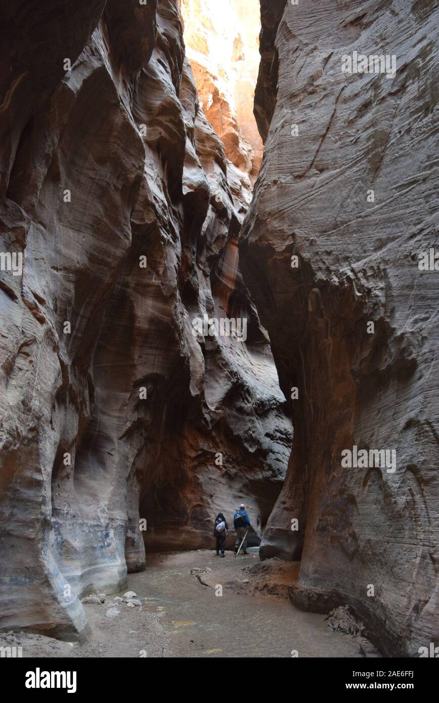 Gli escursionisti guadare il fiume vergine nel si restringe. Il fiume ha scolpito il canyon nel corso di innumerevoli anni. Foto Stock