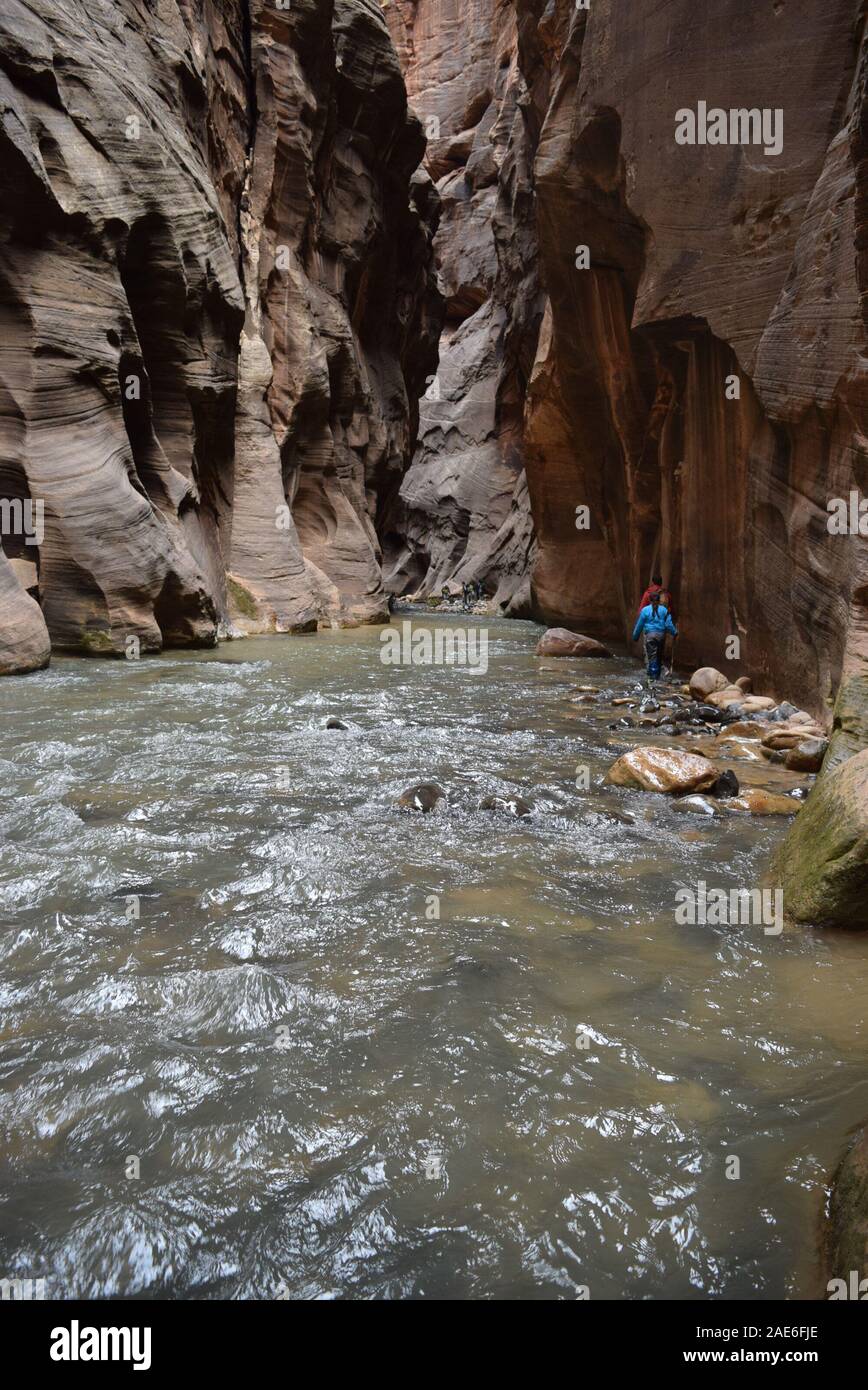 Gli escursionisti guadare il fiume vergine nel si restringe. Il fiume ha scolpito il canyon nel corso di innumerevoli anni. Foto Stock