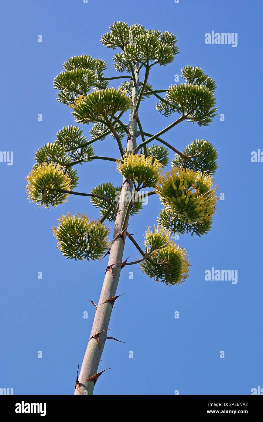 Il fiore della pianta di agave, agavaceae Foto Stock