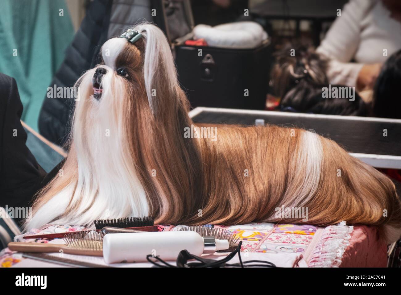 Parrucchiere cane Lhasa Apso shih tzu toelettatura pettinatura pelliccia di spazzolatura dog show Foto Stock