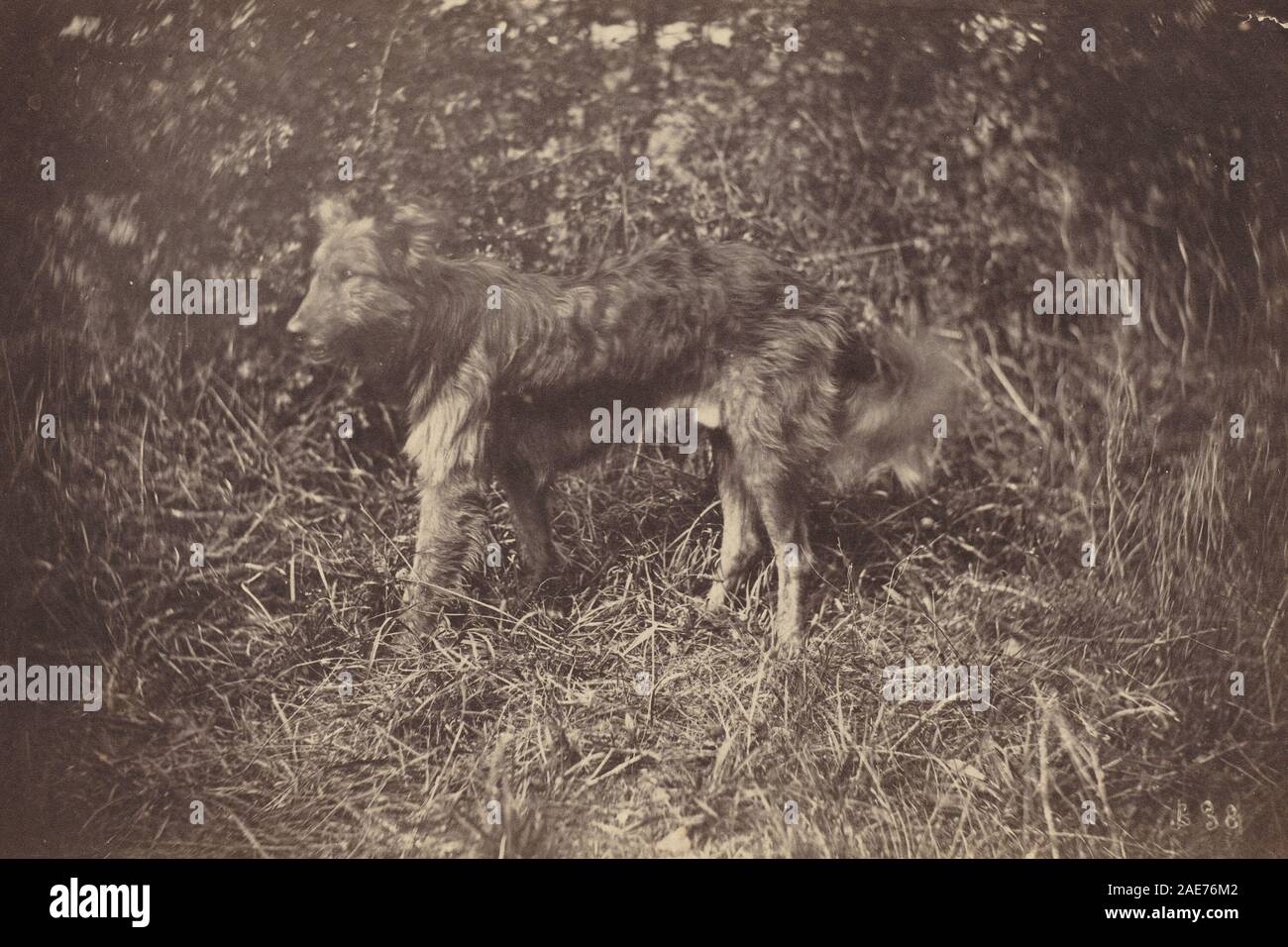 Studio di un cane; tardi 1870s Auguste Giraudon è artista, lo studio di un cane, fine 1870 Foto Stock