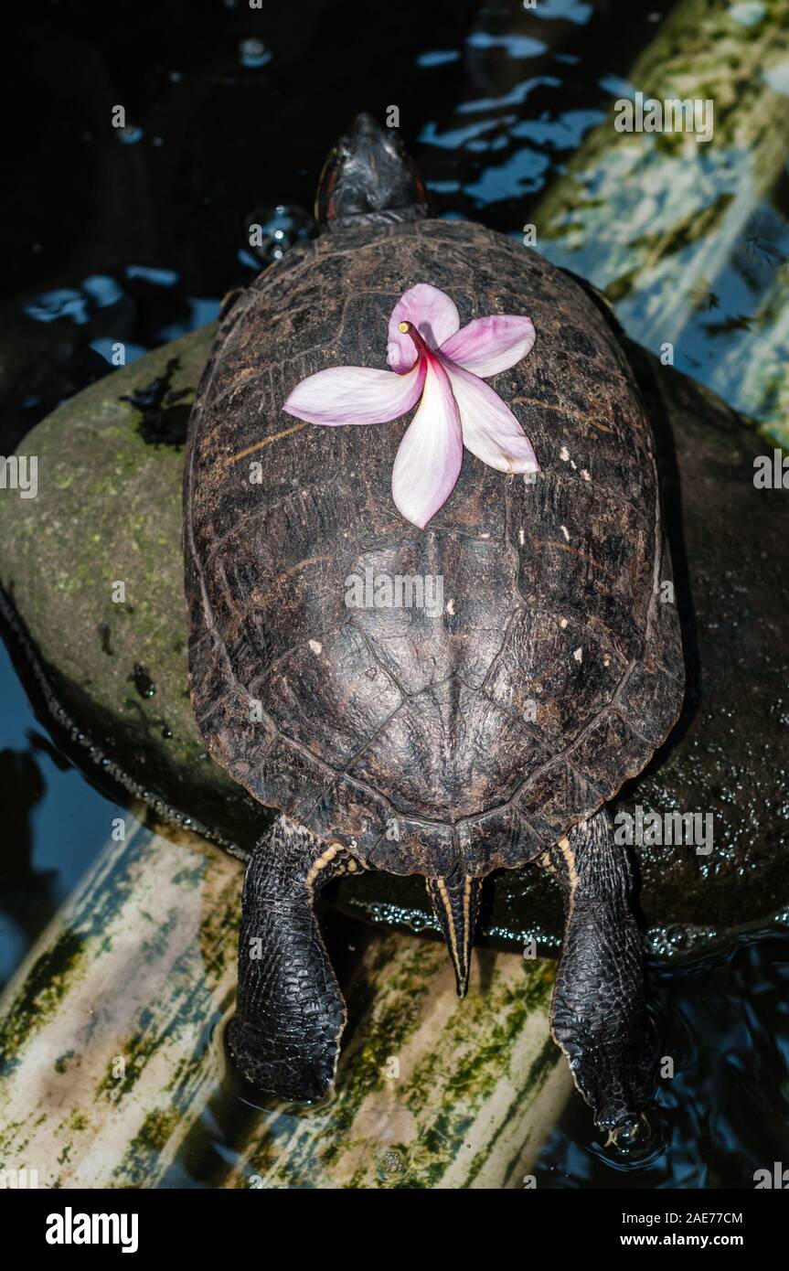 Rosso-eared slider, rosso-eared slider turtle, Trachemys scripta elegans, con un fiore di frangipani sul retro, Tulamben, Bali Foto Stock